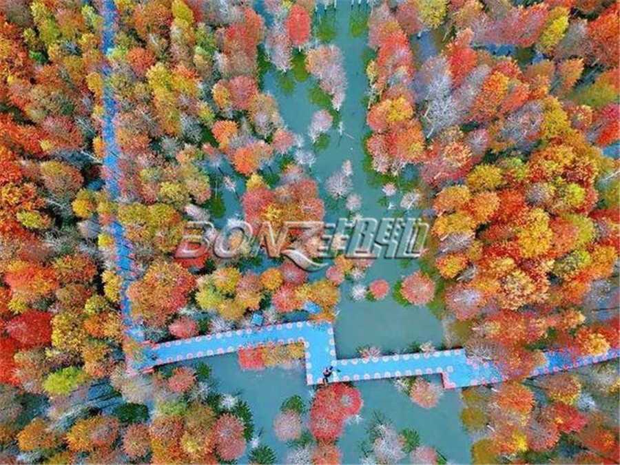 邦馳浮筒現(xiàn)場案例-安徽宣城寧國落羽杉濕地公園1