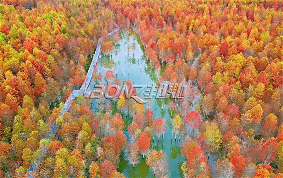邦馳浮筒現(xiàn)場案例-安徽宣城寧國落羽杉濕地公園2