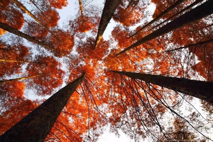 邦馳浮筒現(xiàn)場案例-安徽宣城寧國落羽杉濕地公園11